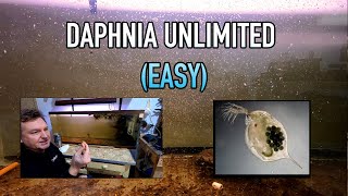 How I Raise Daphnia Water Fleas And You Can Too [upl. by Ahselef]