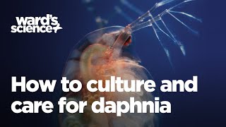 Caring and Culturing for Daphnia [upl. by Aba]