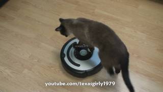 Cat shows HOW TO use iRobot Roomba Vacuum [upl. by Roach88]