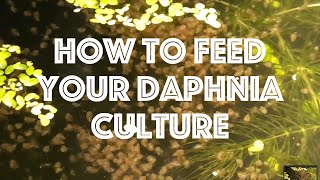 How To Feed Your Daphnia Culture [upl. by Michaud]