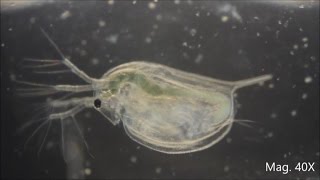 Daphnia magna under the Microscope [upl. by Perrie]