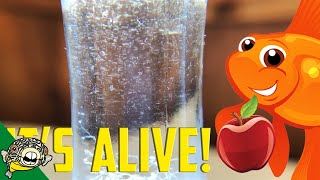 How to culture Vinegar Eels The EASY Way Live Fish Food [upl. by Aisatsan704]