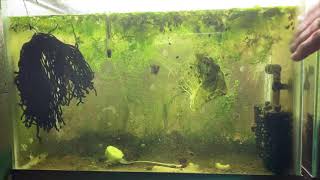 Scuds Daphnia Cherry Shrimp Copepods My aquatic food culture [upl. by Eras]