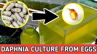 HOW TO HATCH DAPHNIA EGGS  HOW TO CULTURE DAPHNIA [upl. by Ahseinat]