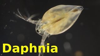 Daphnia [upl. by Iglesias]