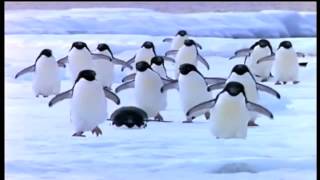 Penguins set to music [upl. by Telrahc]