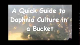 How to culture daphnia outside [upl. by Col140]