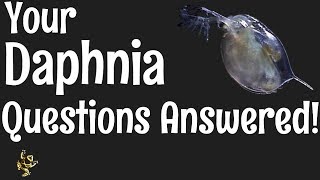 Daphnia Questions Answered [upl. by Woo501]