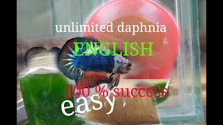 daphnia moina culture Easy way Unlimited production English  with sub Green water Chlorella [upl. by Rasec]