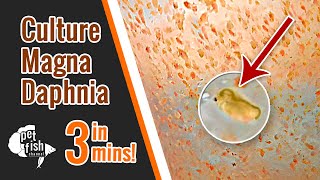 How to culture DAPHNIA MAGNA  The easy way [upl. by Dorothea]