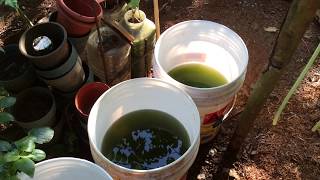 How to grow Green Water Algae [upl. by Cas144]