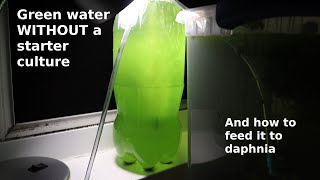 Green Water WITHOUT a Starter Culture  From Scratch  How To [upl. by Benjie]