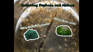 How To Culture Daphnia and Moinas using Green Water Spirulina powder [upl. by Sisile774]