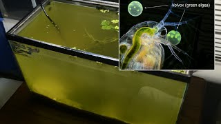 Raising Daphnia for the Freshwater Aquarium [upl. by Haret]