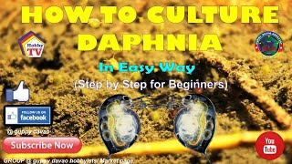 HOW TO CULTURE DAPHNIA In Easy Way [upl. by Ednutabab]